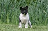 AKITA AMERICAIN 499